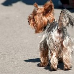 Yorkshire terrier.